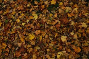 Fall Wedding Color Palettes for a Warm, Seasonal Look