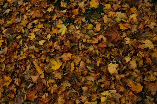 fall wedding color palettes